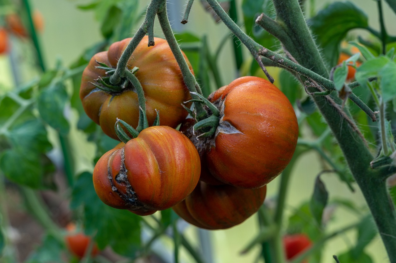 Grow Big, Juicy Tomatoes in Your Backyard